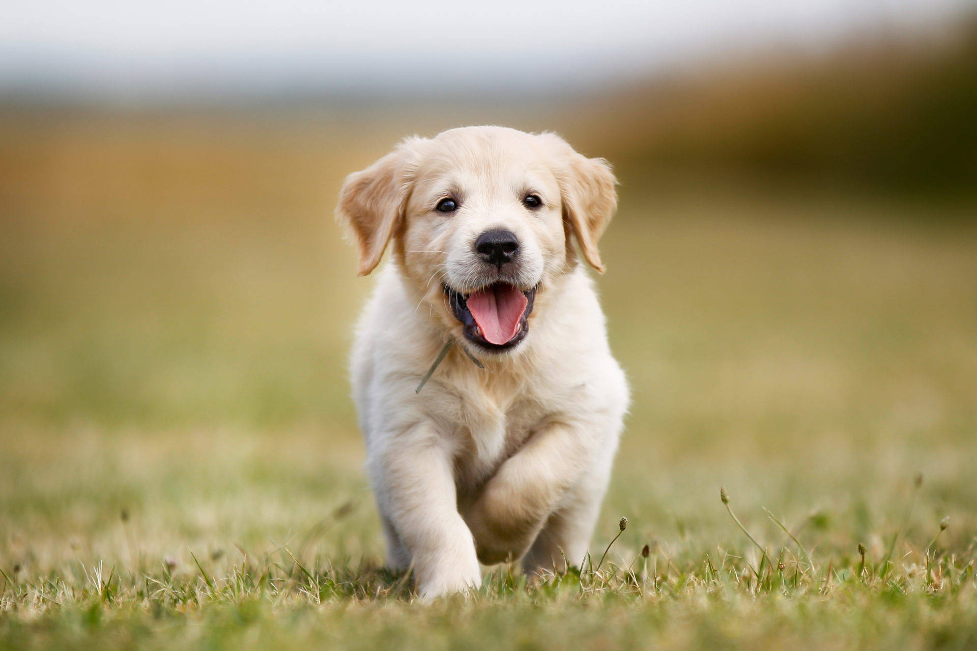 Running Cute Puppy Picture