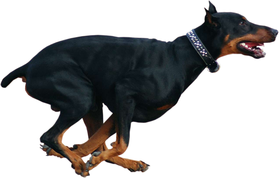 Download Running Doberman P N G Transparent Background | Wallpapers.com