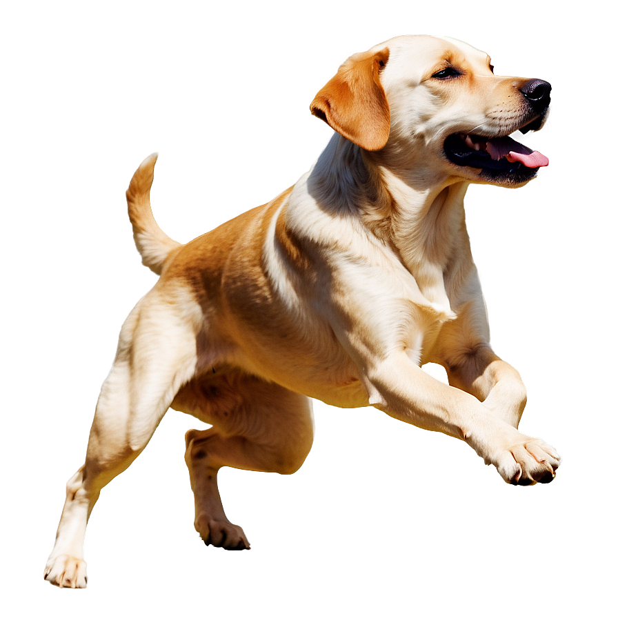 Running Dog Silhouette Png Plx PNG