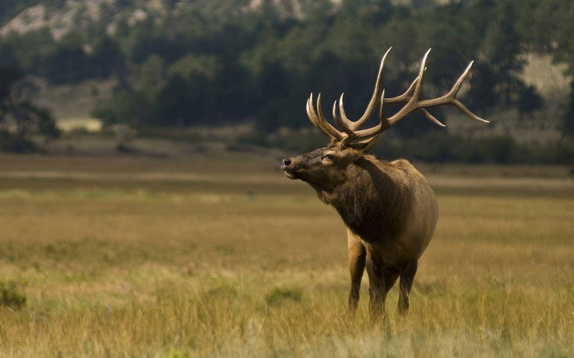 Running Elk Wallpaper