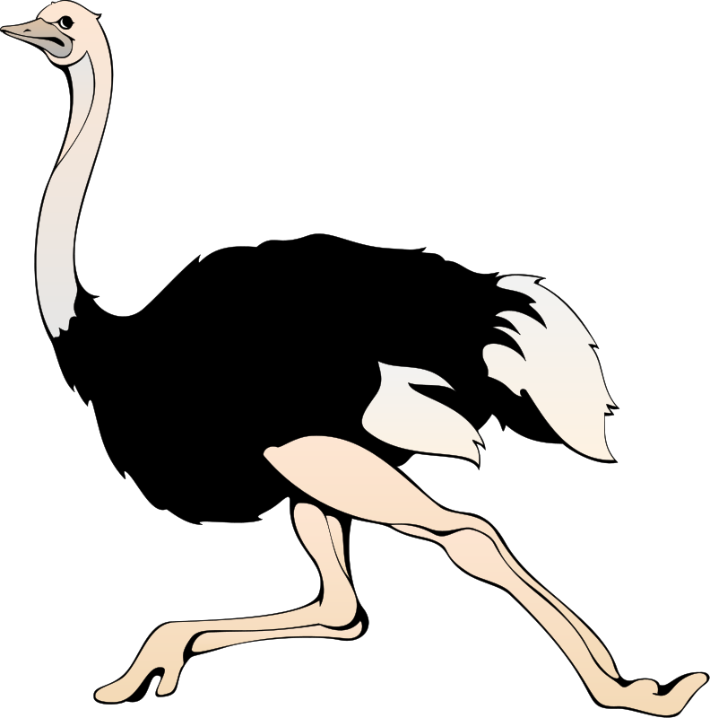 Running Emu Cartoon Illustration PNG