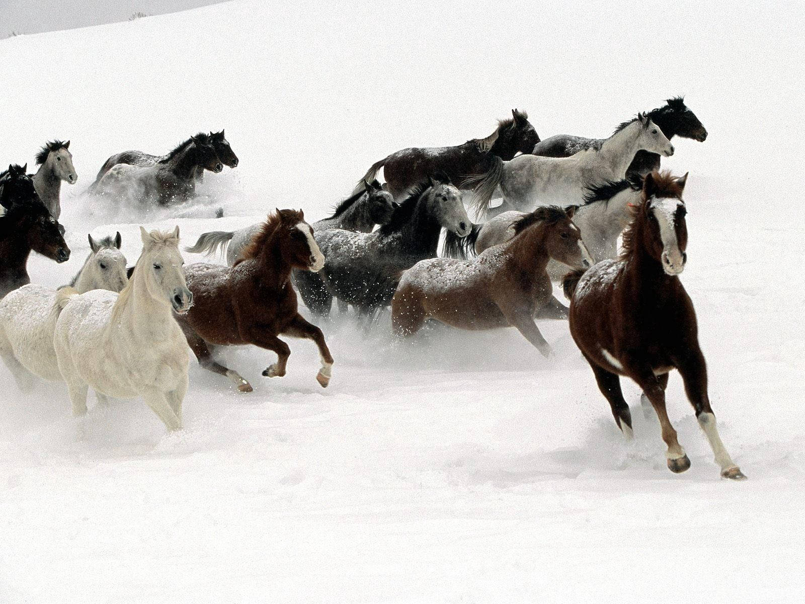 Running Horse During Winter Wallpaper