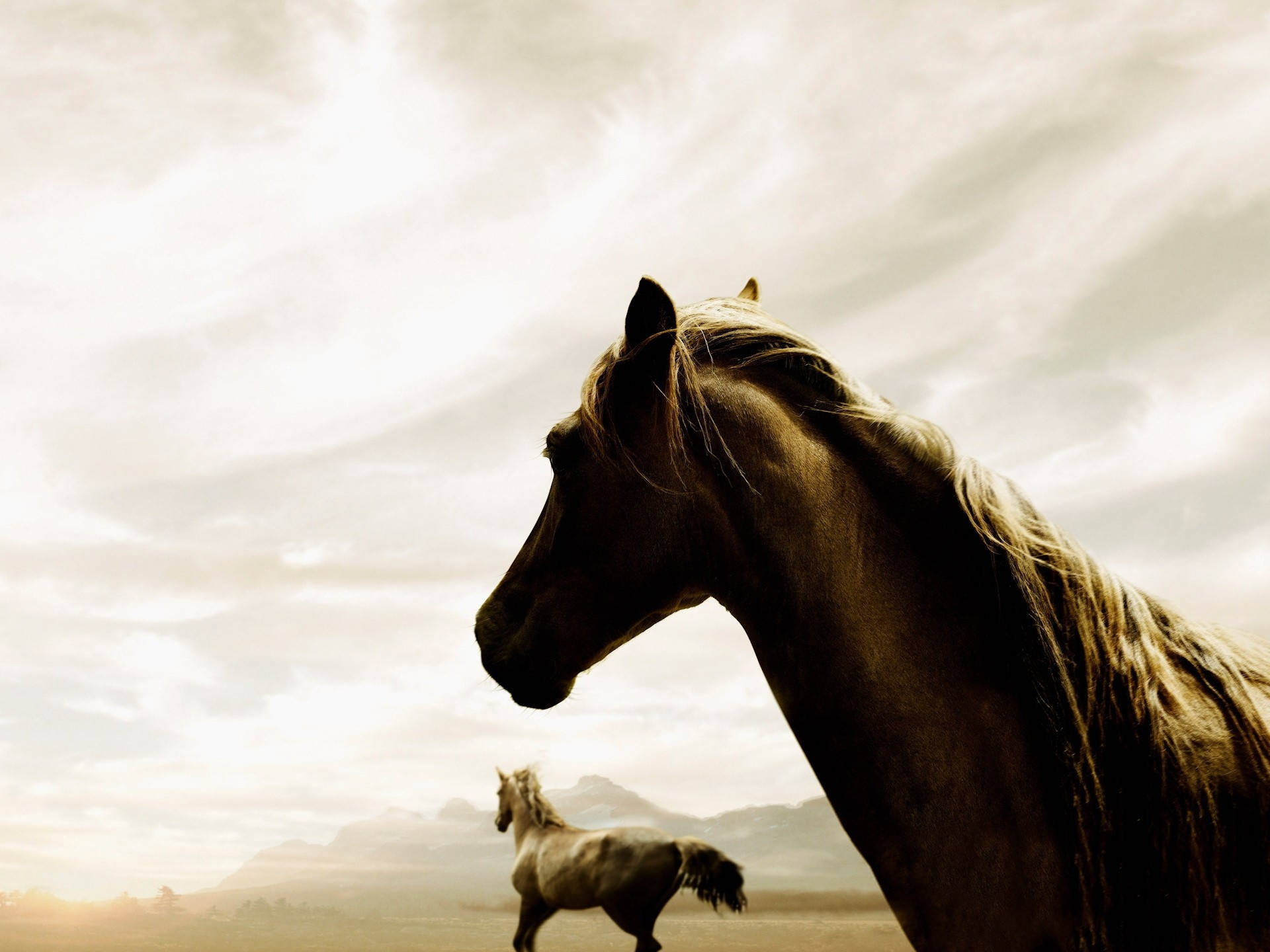 Running Horse In The Distance Wallpaper