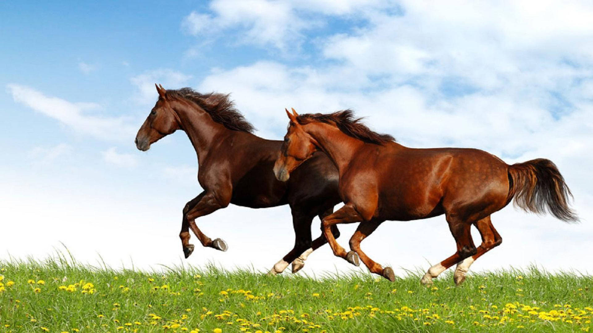 Running Horses In Field