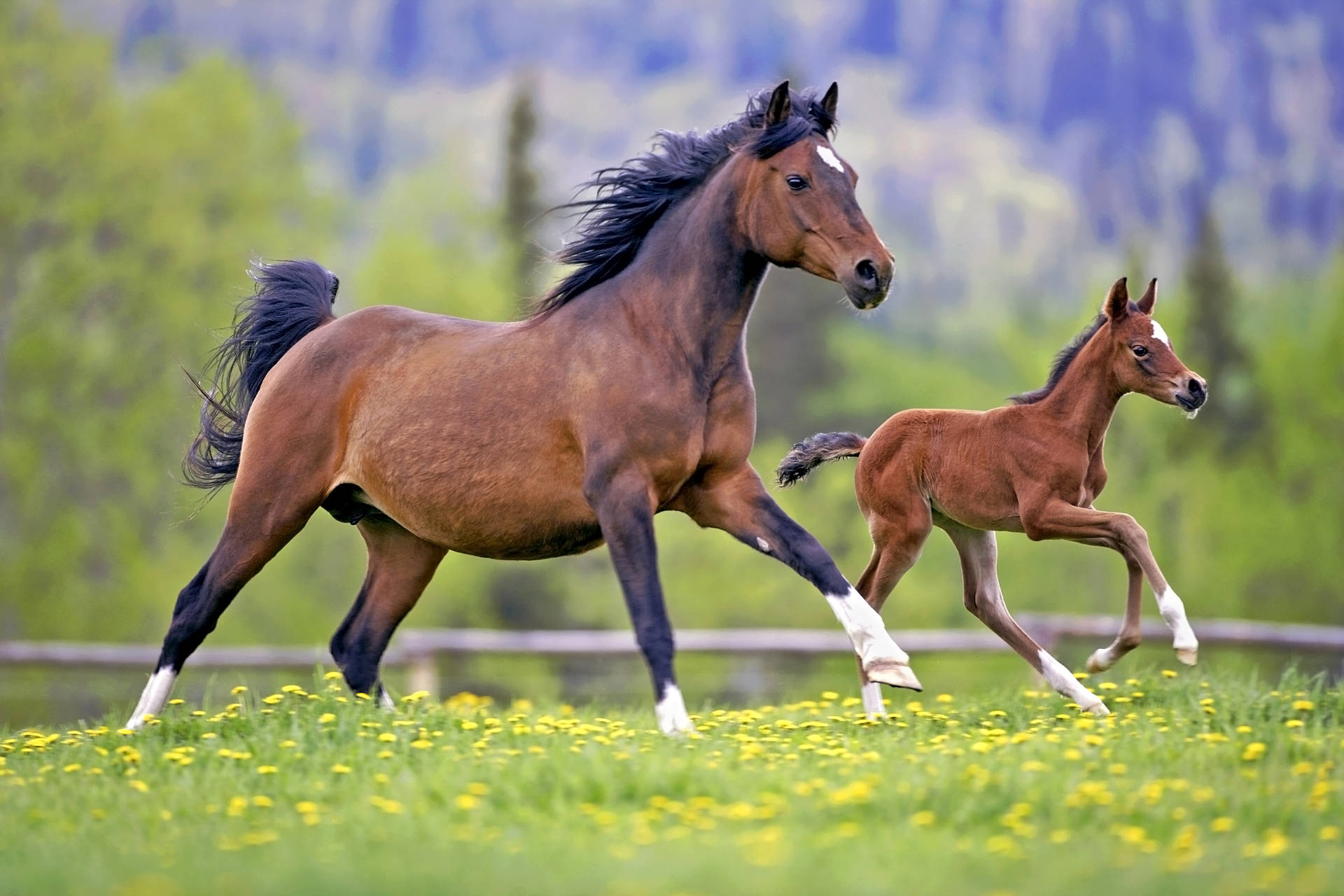 Running Mother Horse And Young Foal Wallpaper