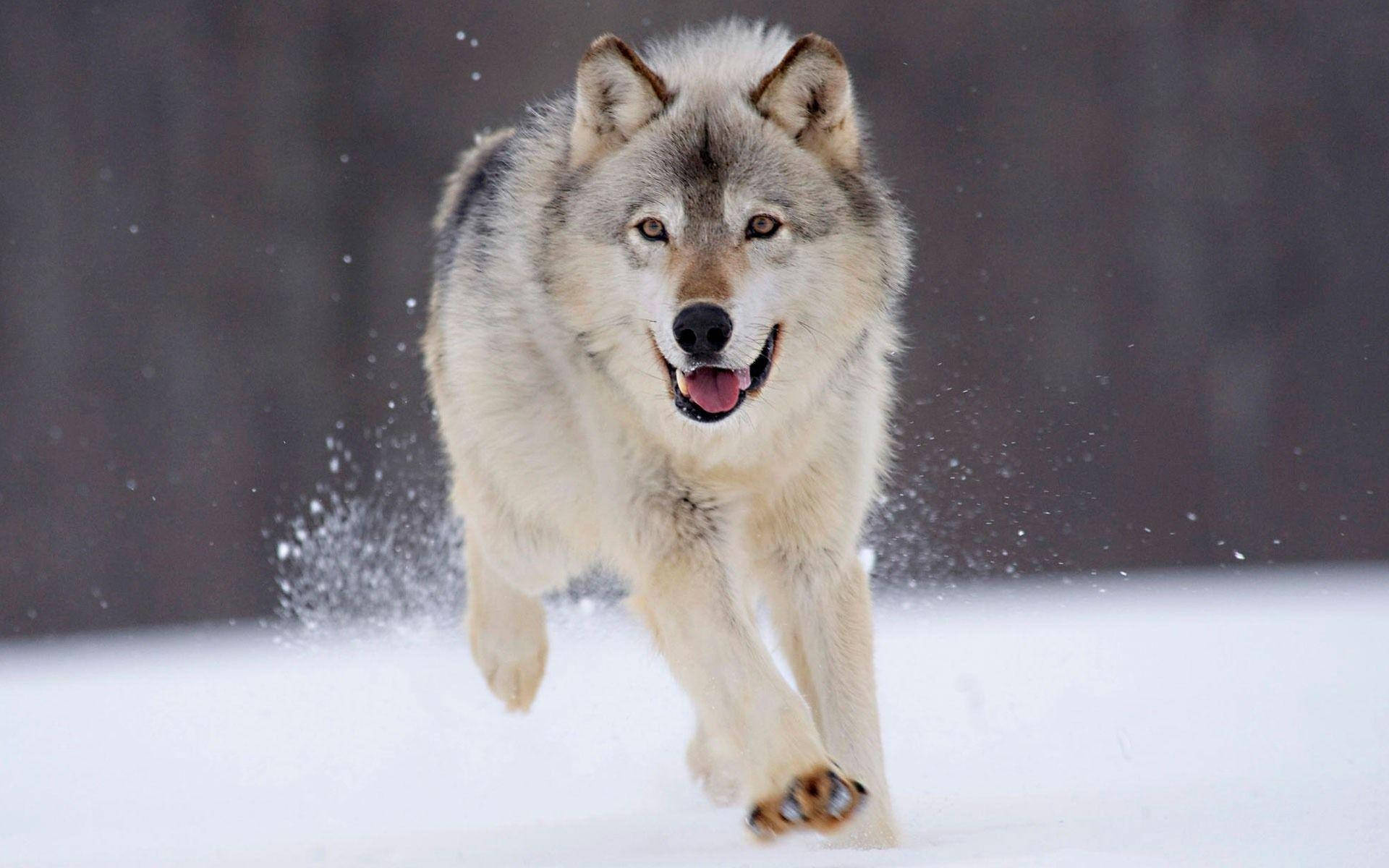 Running Through The Snow Wolf Desktop Wallpaper