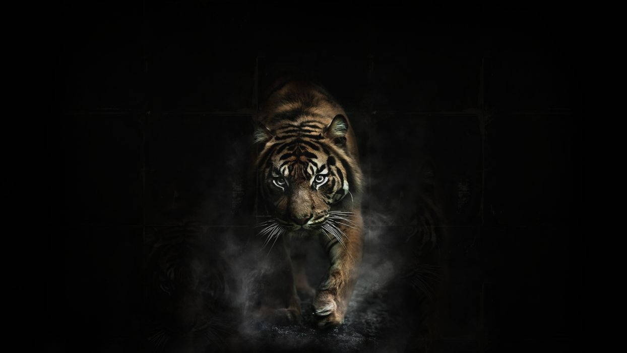 Running Tiger On Black Background
