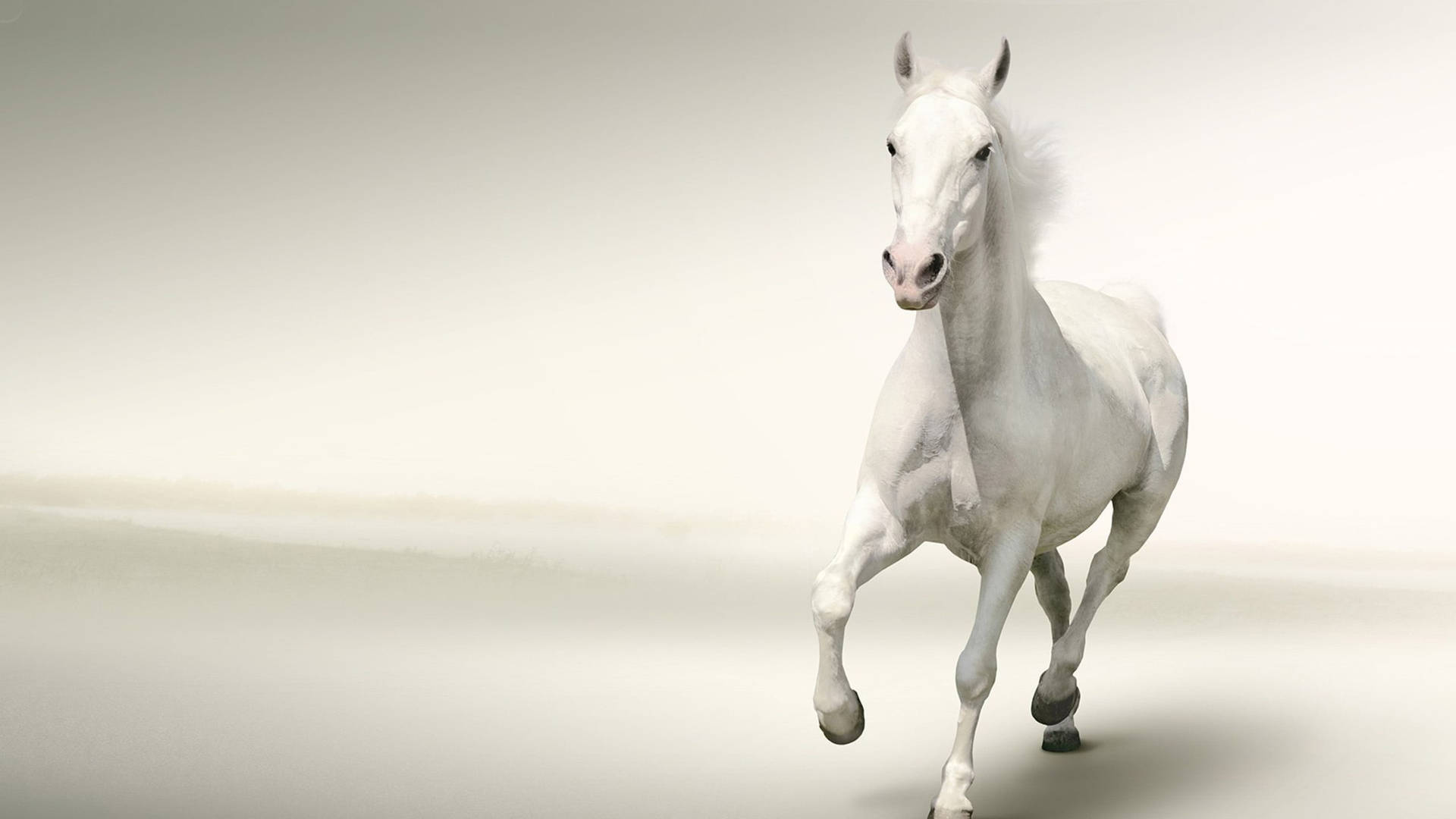 Running White Horse Minimalist Wallpaper