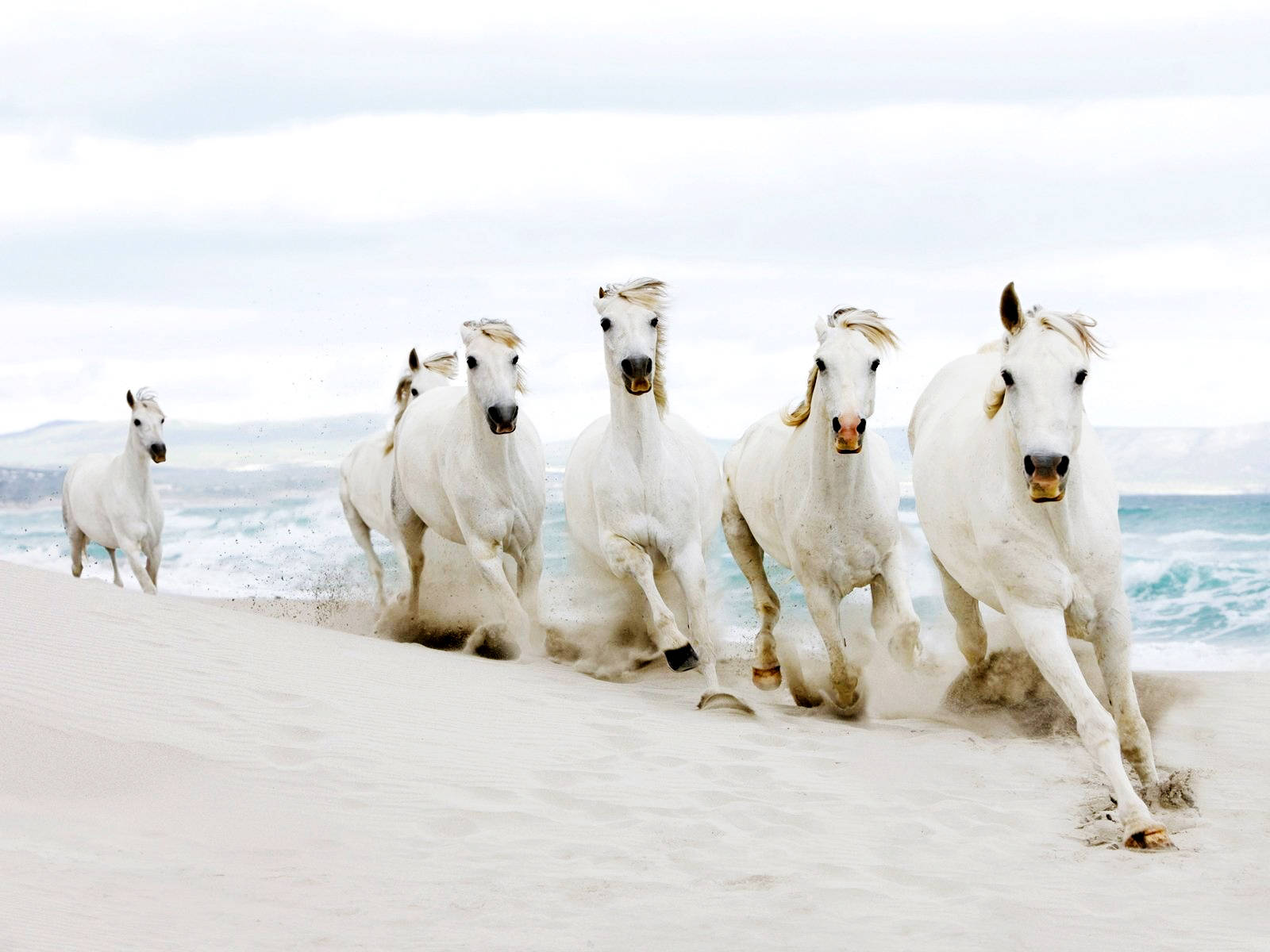 Download Running White Horses In Line Wallpaper 