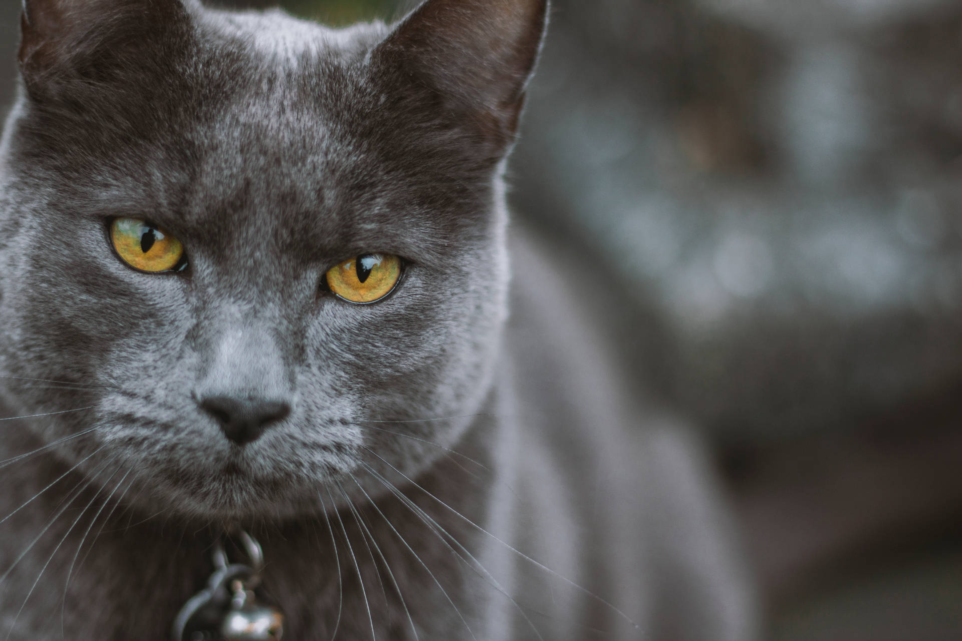 Russian Blue Cat Awesome Animal Wallpaper