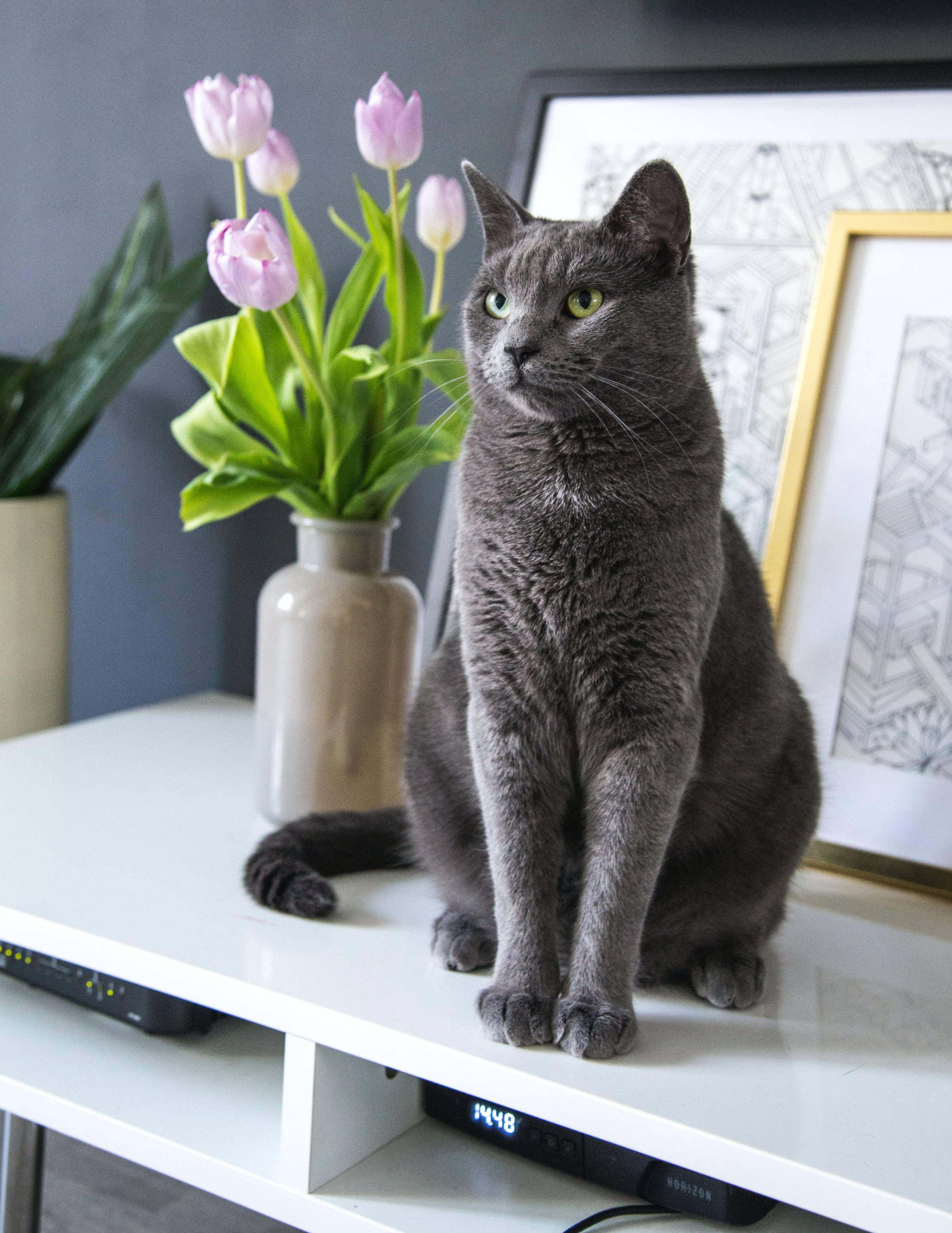 Russian Blue Cat Pfp With Gray Fur Wallpaper