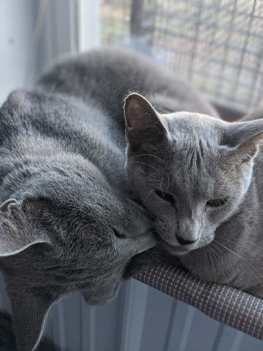 Two Grey Cats Are Laying On Top Of A Window Sill
