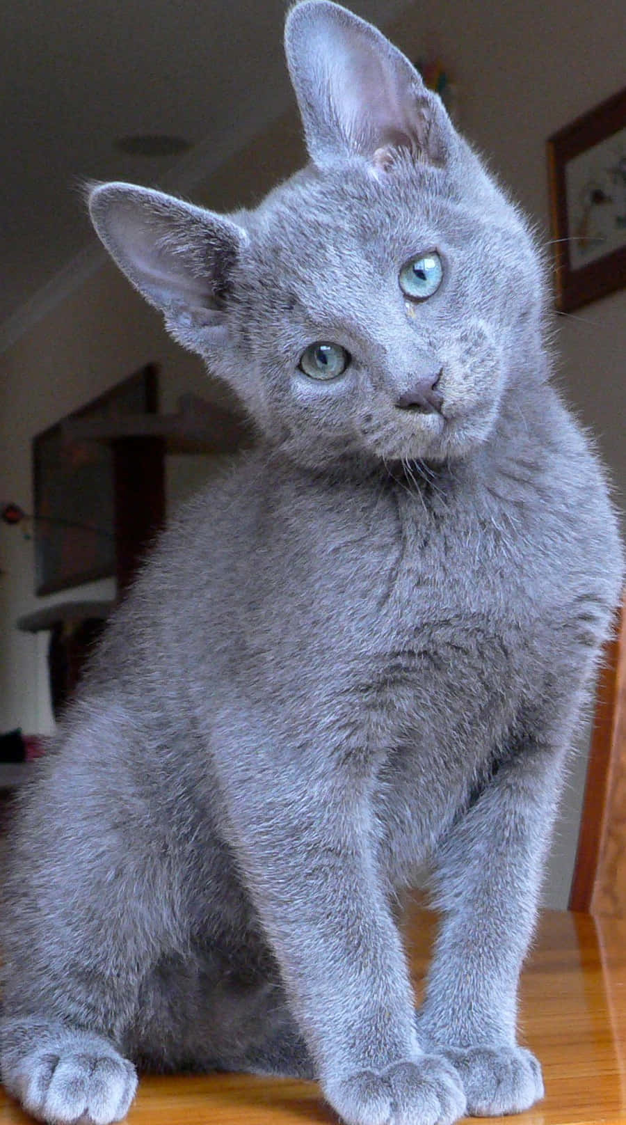 Adorable Russian Blue Cat