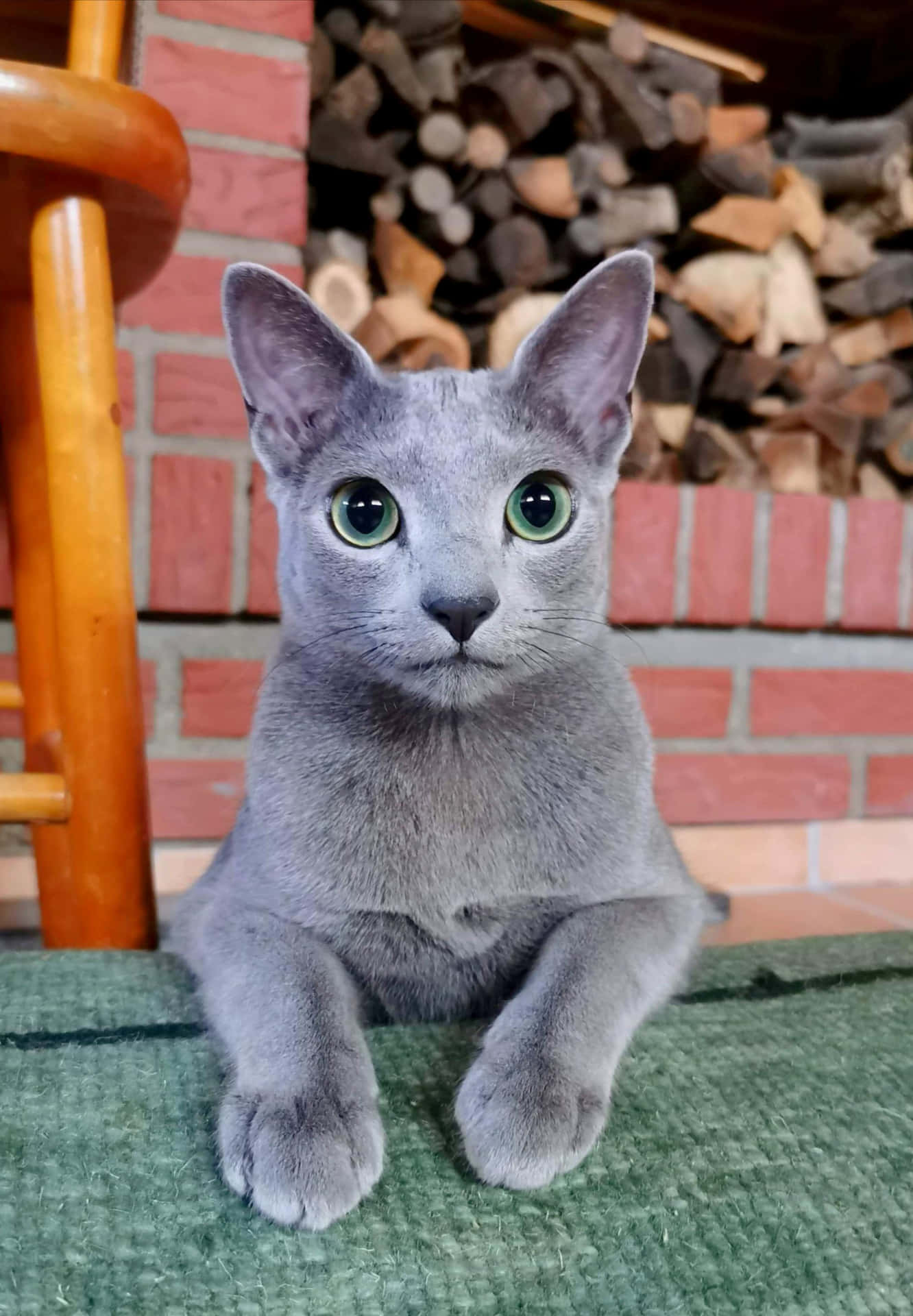 Adorable Russian Blue Cat lounging in the grass