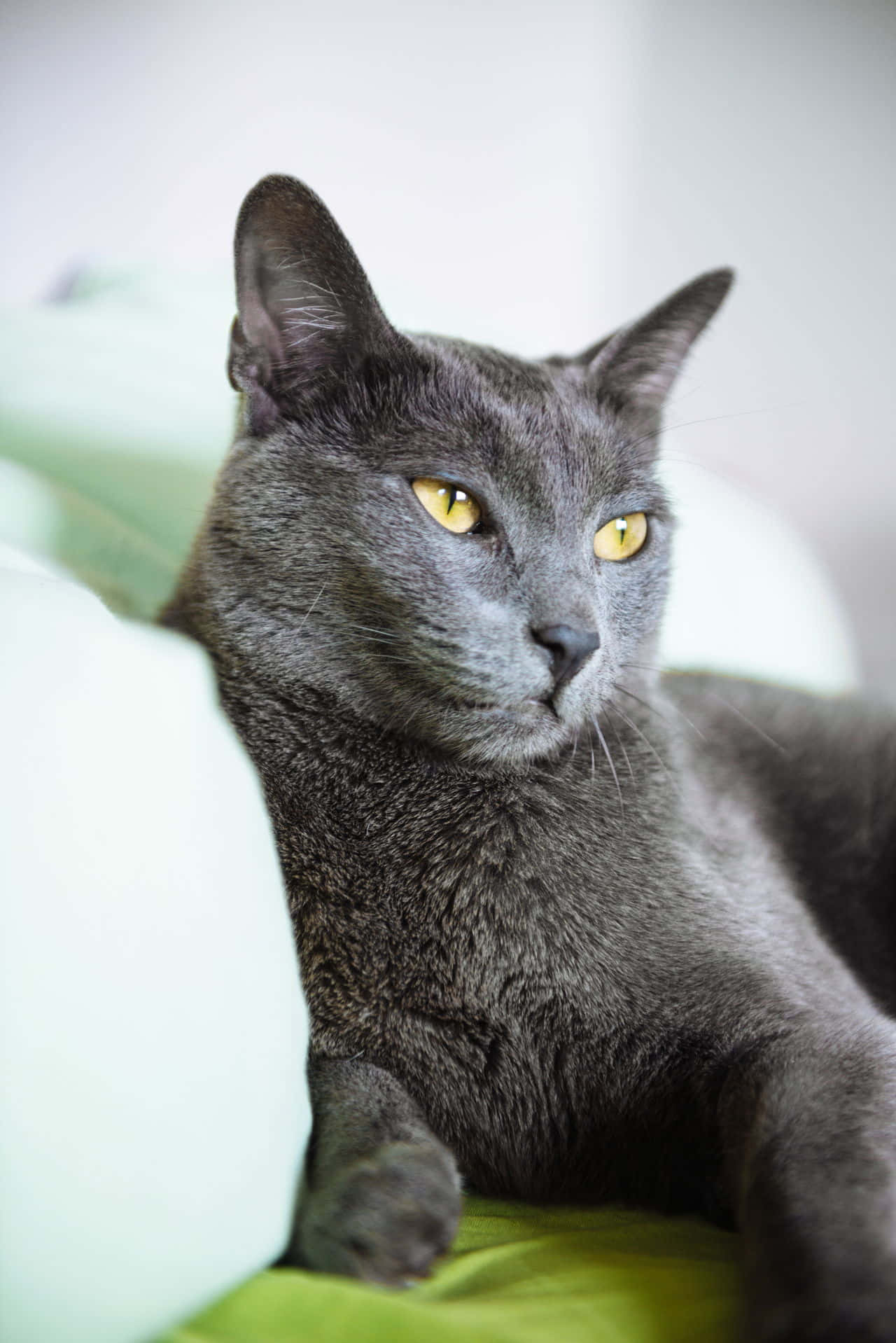 A Gray Cat Laying On A Green Couch