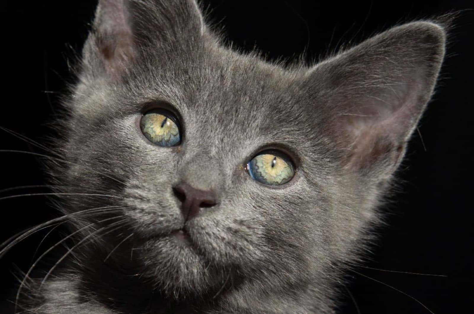 "A majestic Russian Blue Cat stares graciously"