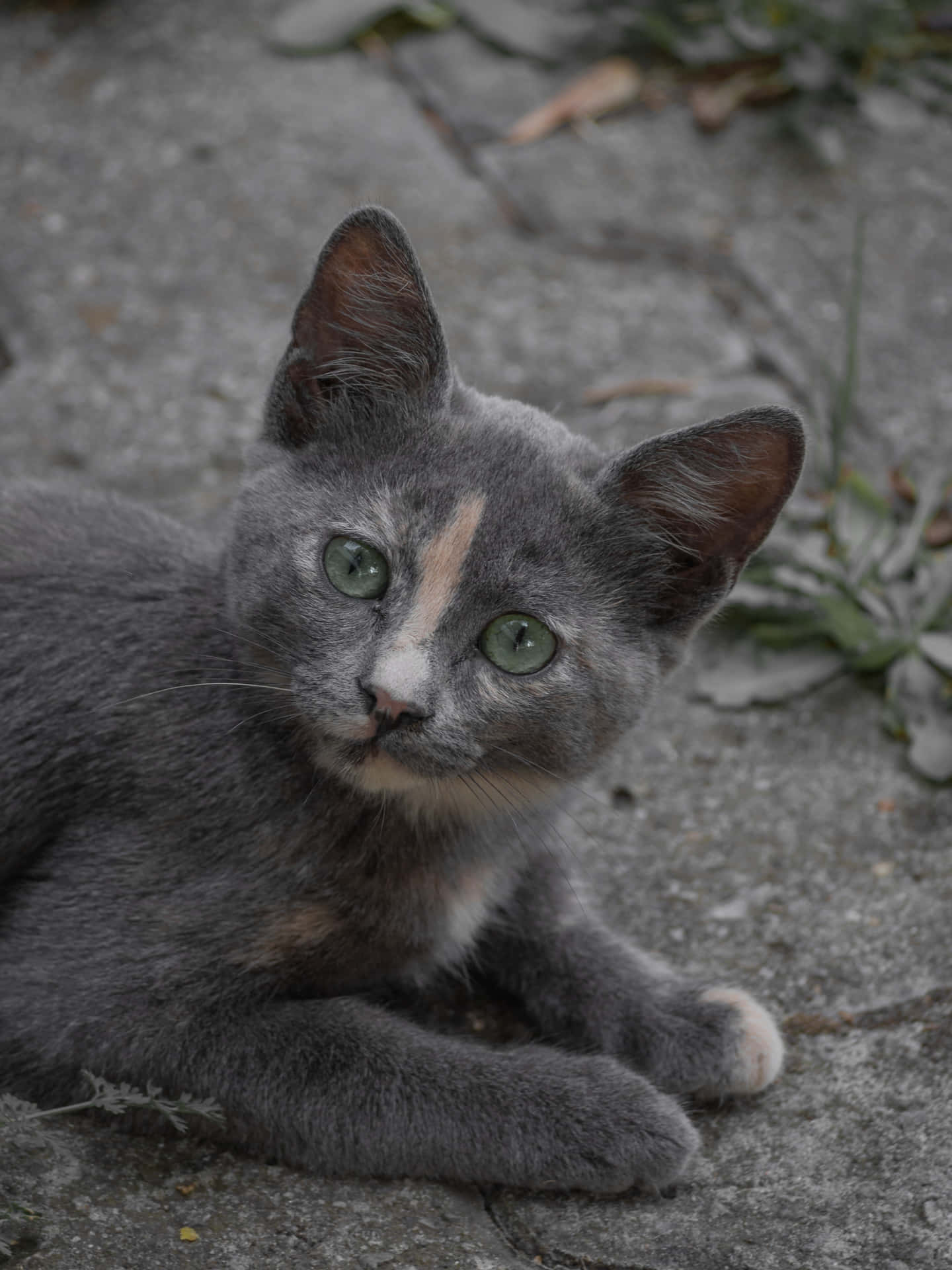 A Gray Cat Laying On The Ground