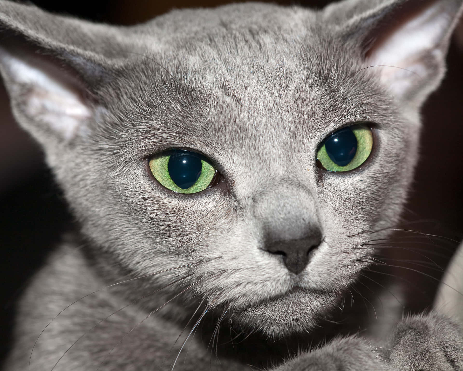 ¡miraa Este Adorable Gato Ruso Azul!