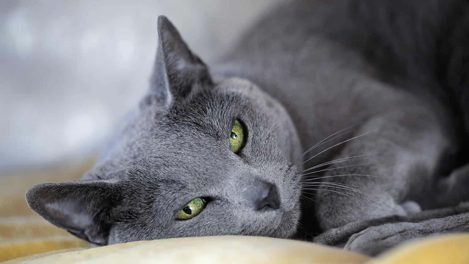 A Russian Blue Cat shown in Soft Natural Settings