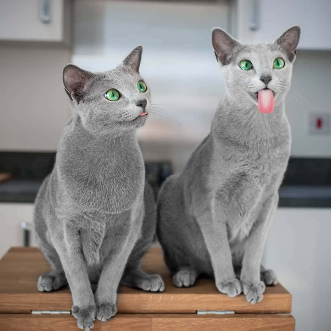 cute russian blue kittens