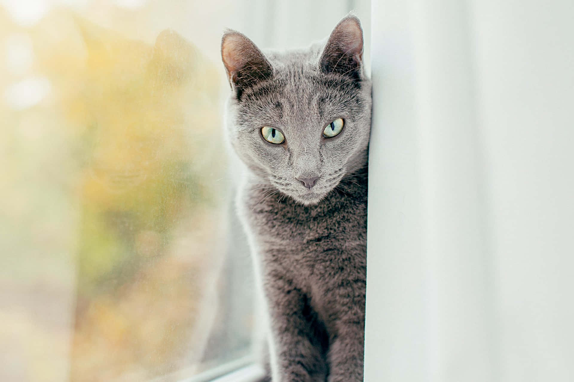 A beautiful Russian Blue Cat enjoys a peace and quiet moment