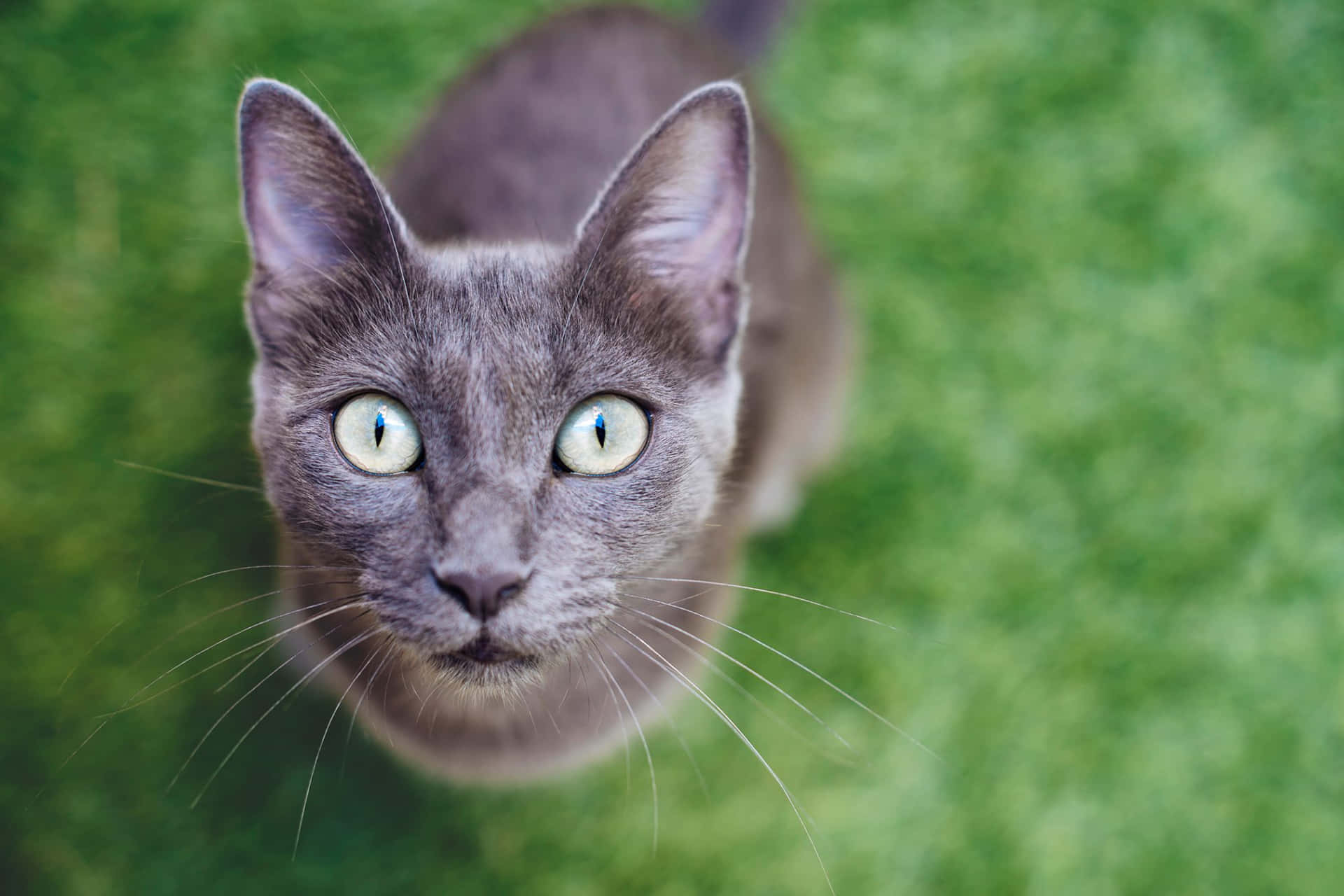 A Gray Cat Is Looking Up At The Camera
