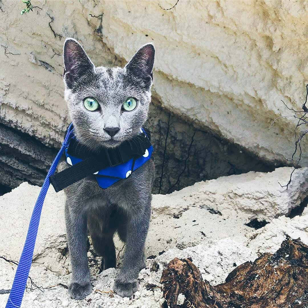 Uncurioso Gato Azul Ruso En El Alféizar De La Ventana