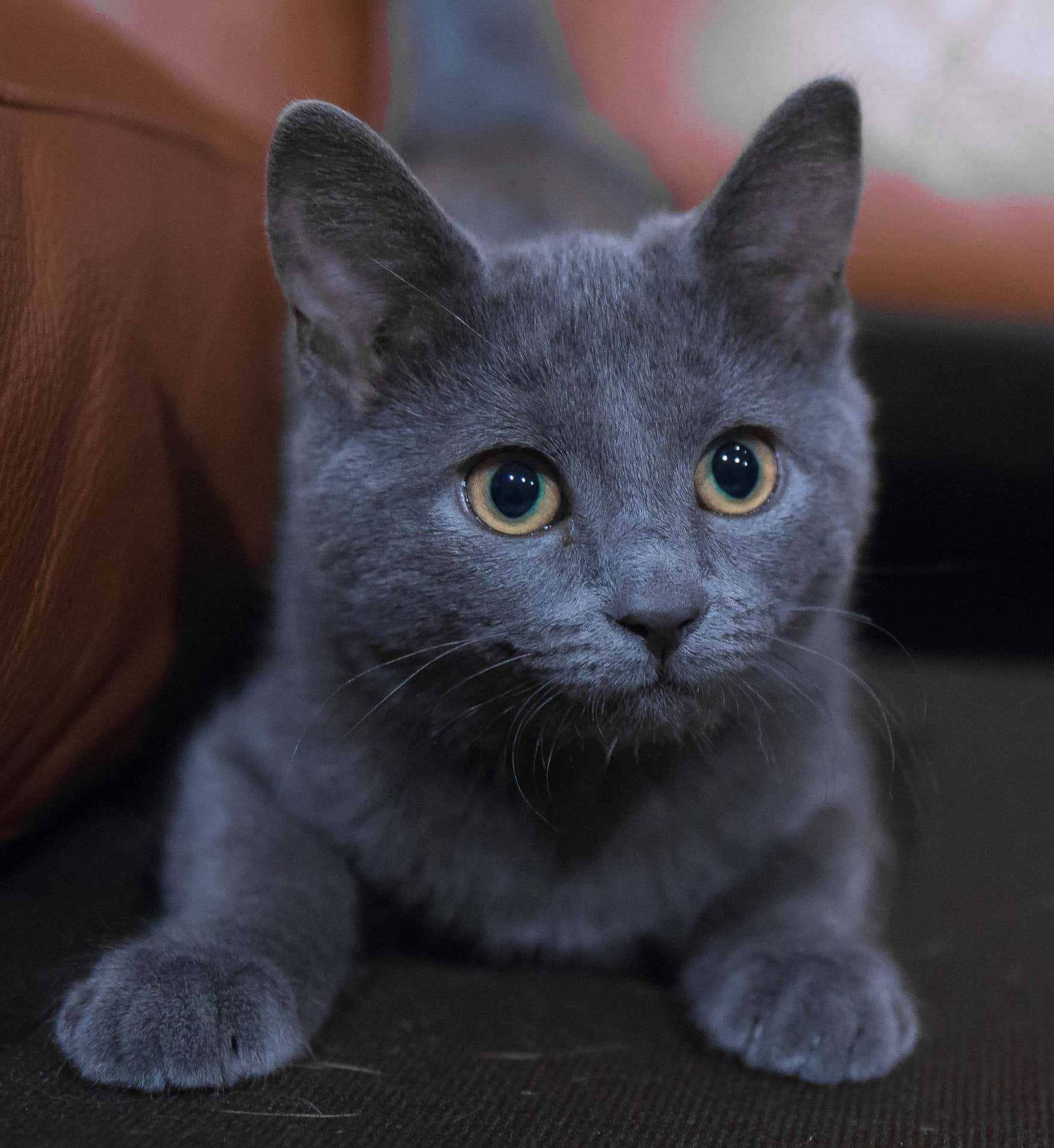Adorable fluffy Russian Blue Cat
