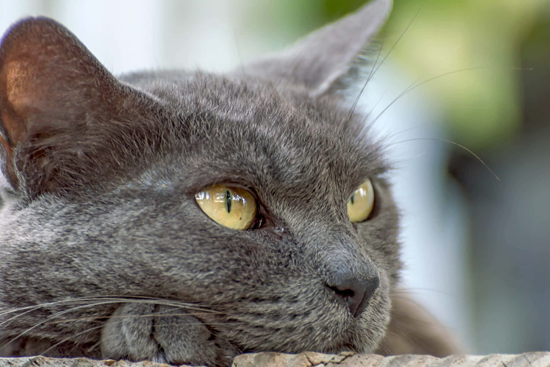 "Cuddle Time with this Adorable Russian Blue Cat"