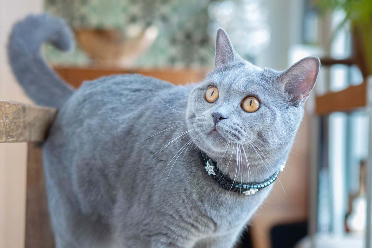 “Astonishingly Glamorous Russian Blue Cat”