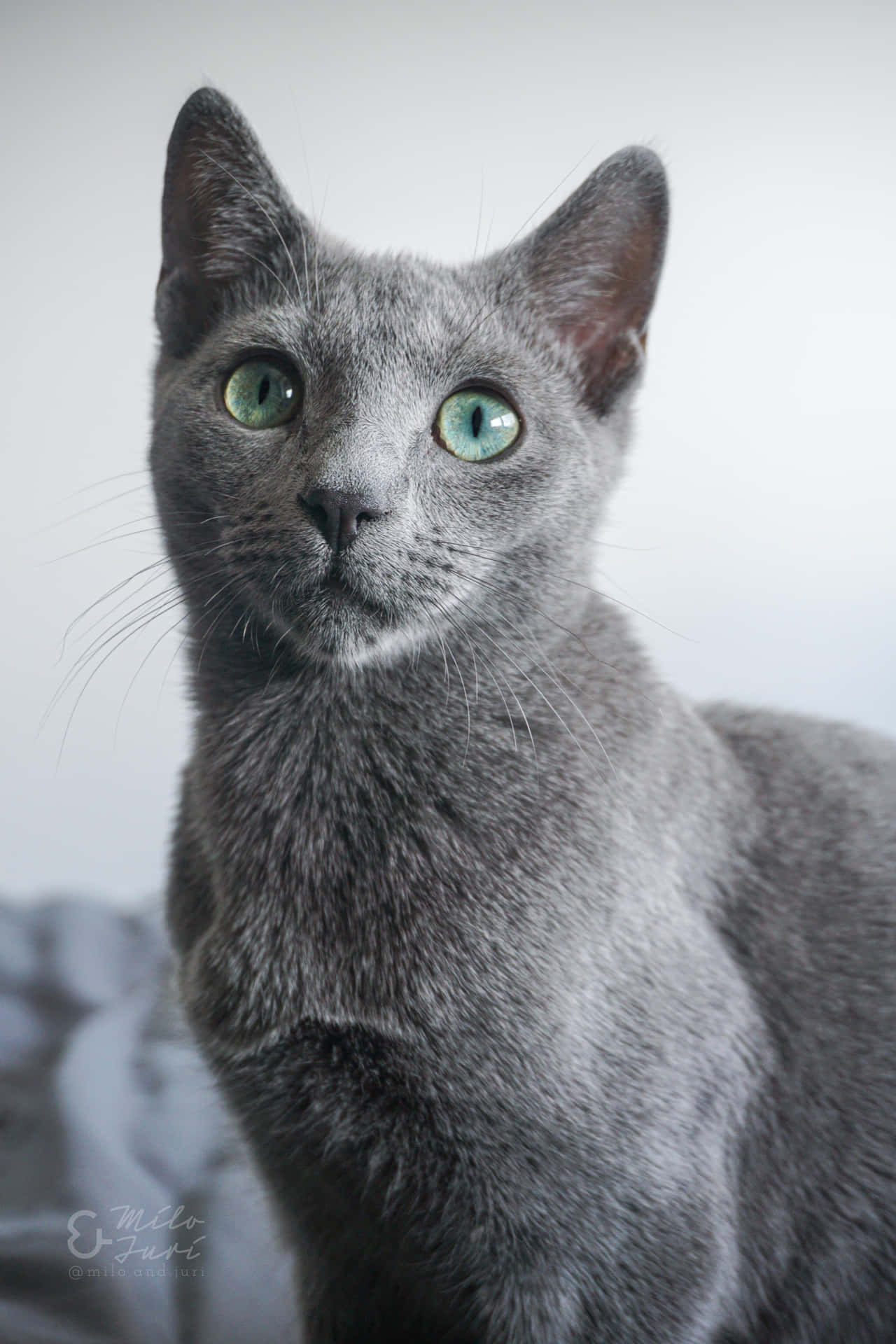"Cuteness Overload! Adorable Russian Blue Cat"