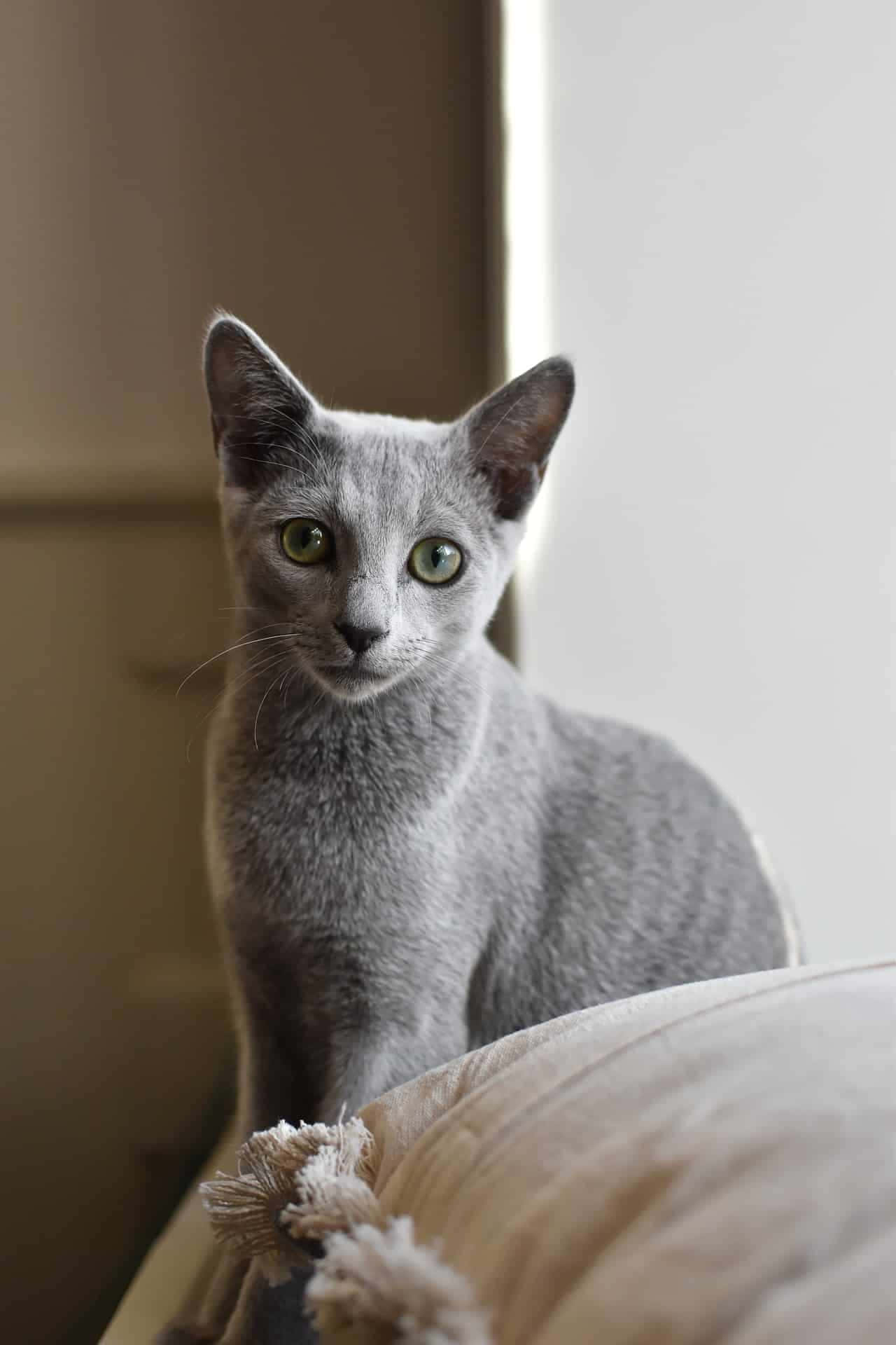 Cute and Cuddly -A Russian Blue Cat