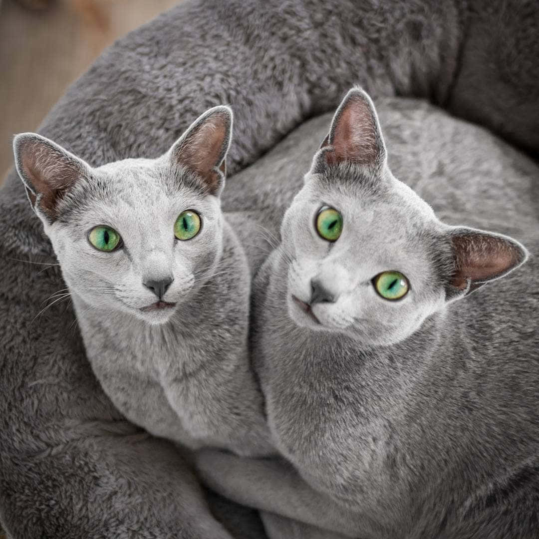 Two Grey Cats Sitting In A Gray Cat Bed