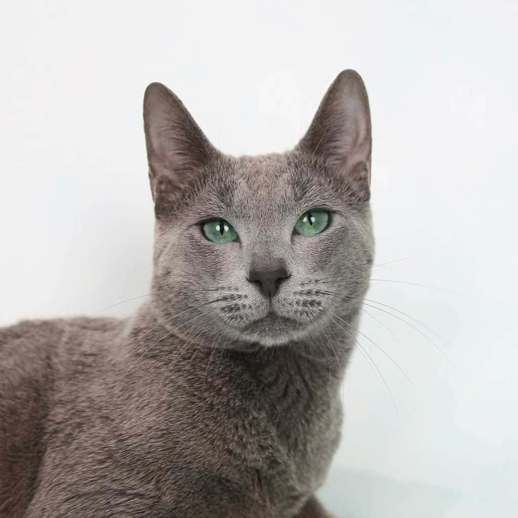 A beautiful Russian Blue Cat looking up