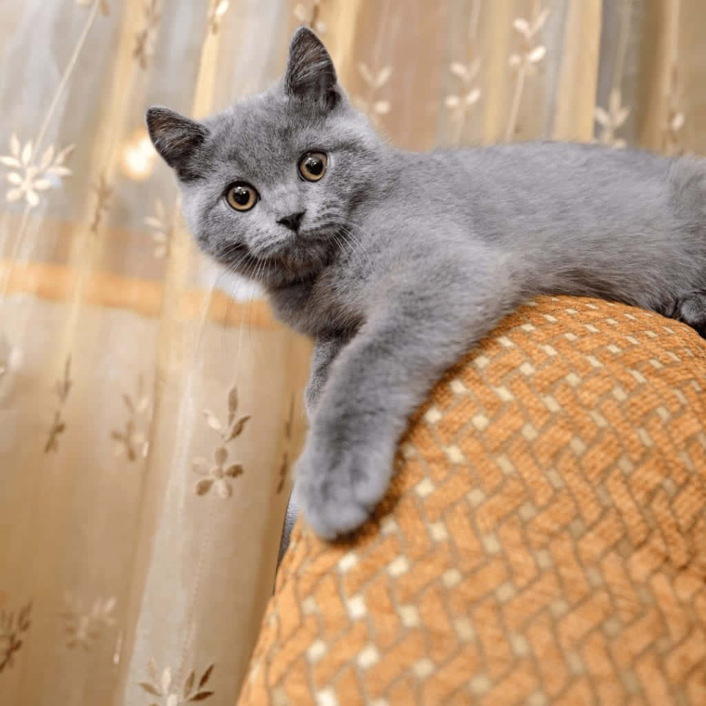 Adorable Russian Blue Cat, Snuggling up for a Nap