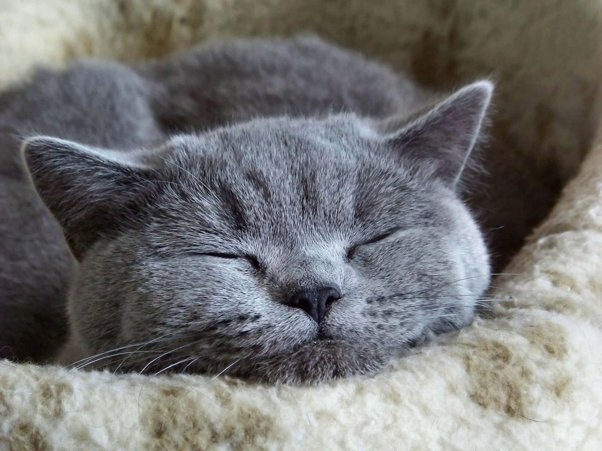 Включи видео cat nap. Британская короткошёрстная кошка. Голубой британец кот. Спящий кот. Спящие котики.