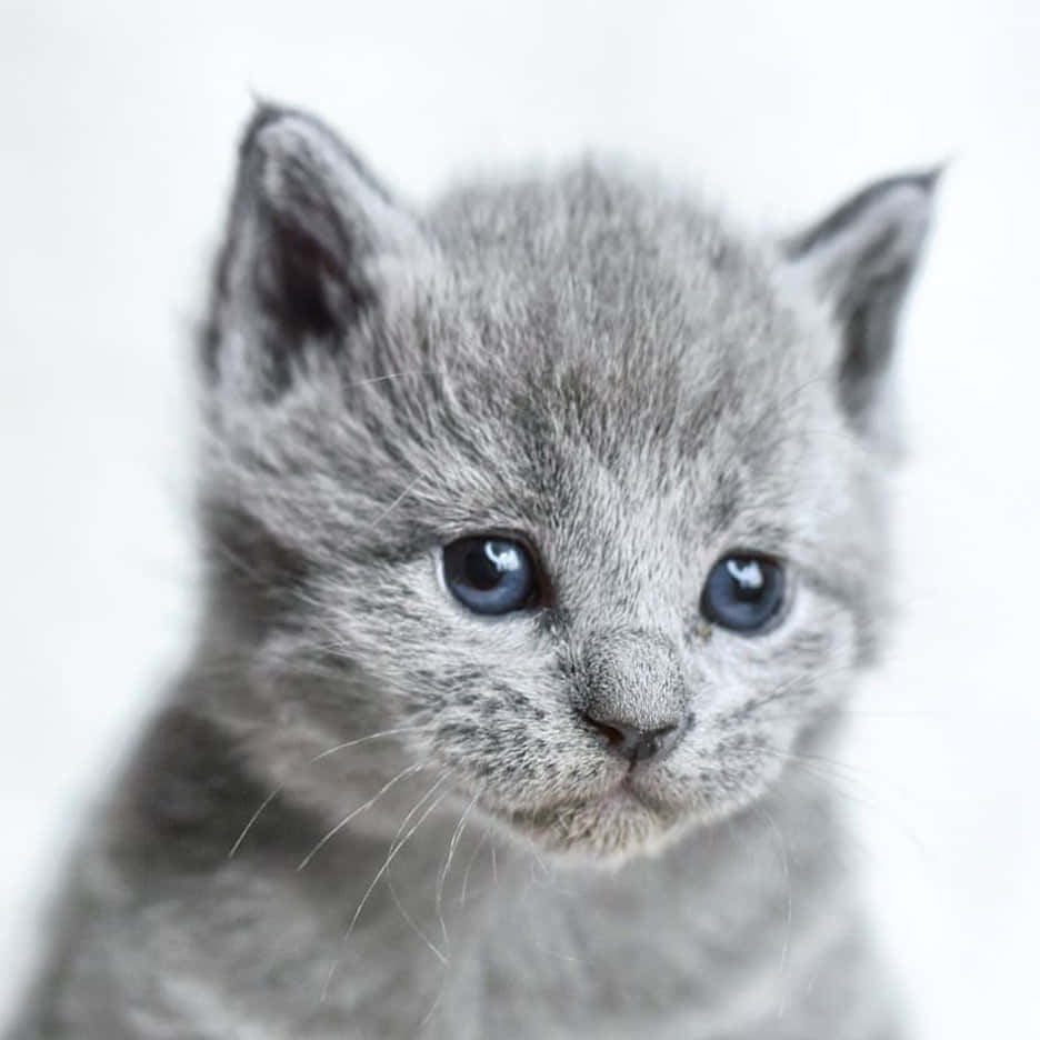 Sweet Russian Blue Kitten