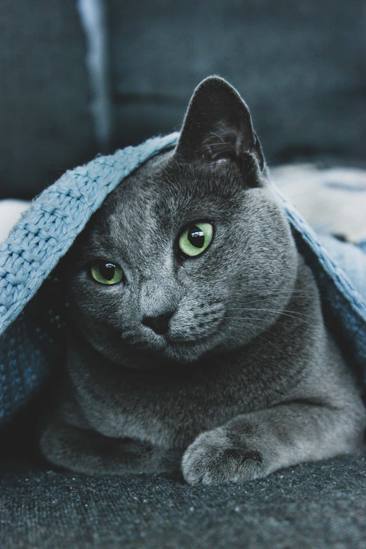 Adorable Russian Blue Kitten
