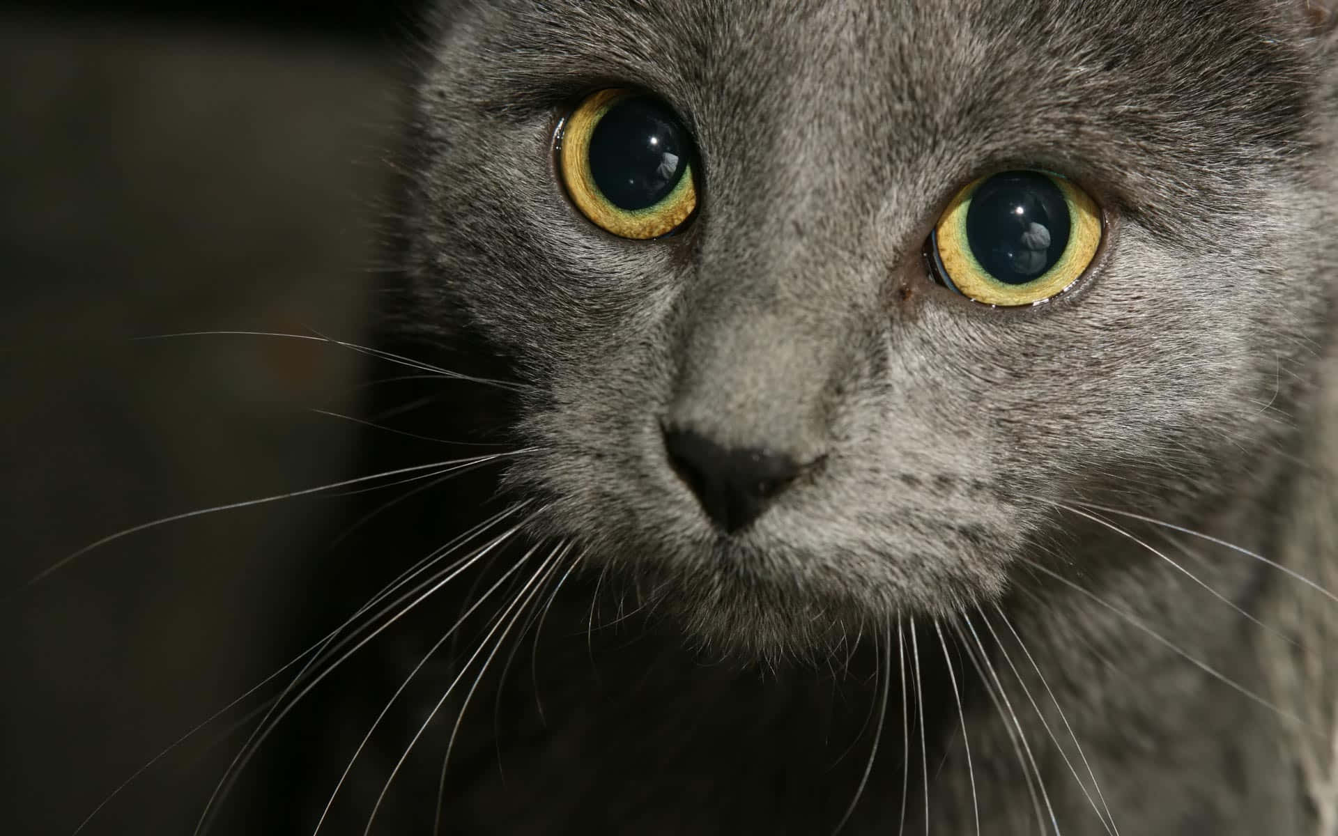 A Gray Cat With Yellow Eyes Is Staring At The Camera