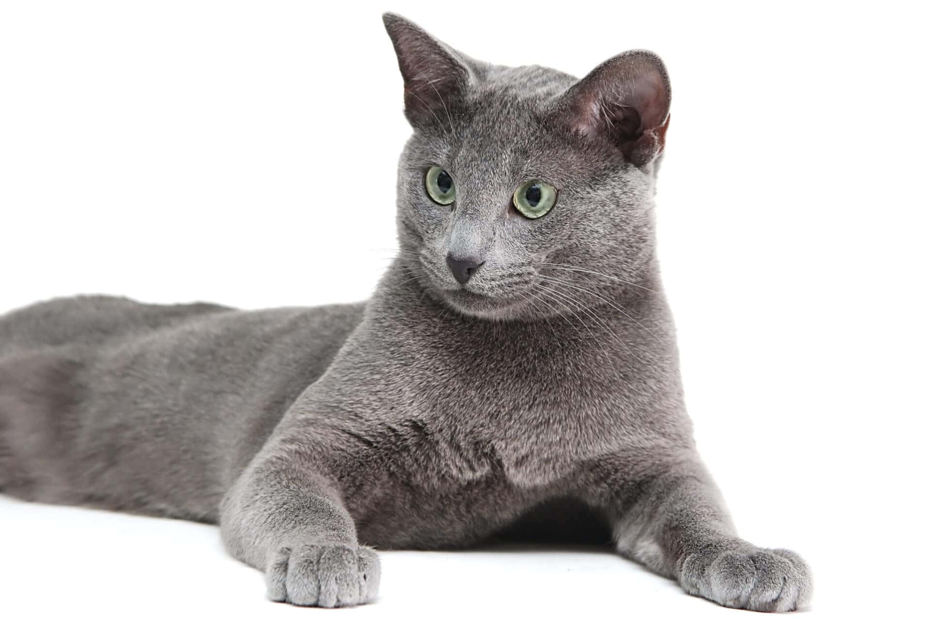 A Gray Cat Laying Down On A White Background
