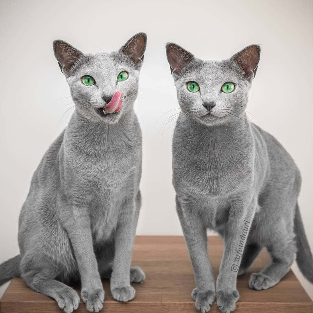 Adorable Russian Blue Cat with Big Green Eyes