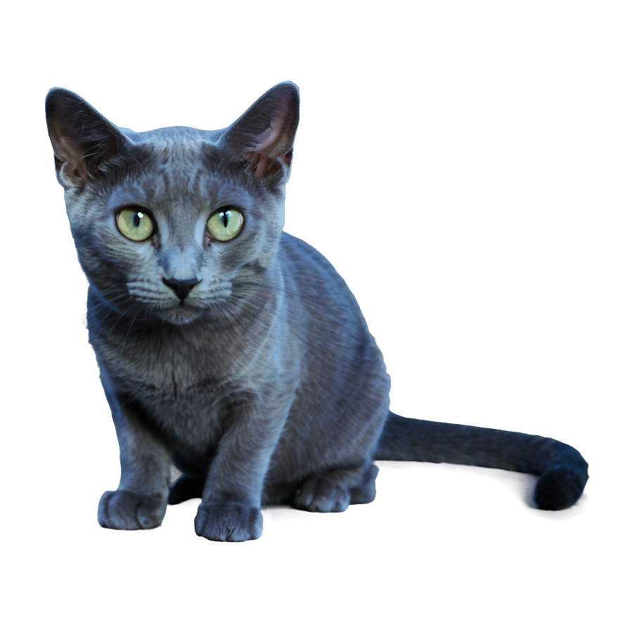 Russian Blue Cat Png Lrn PNG