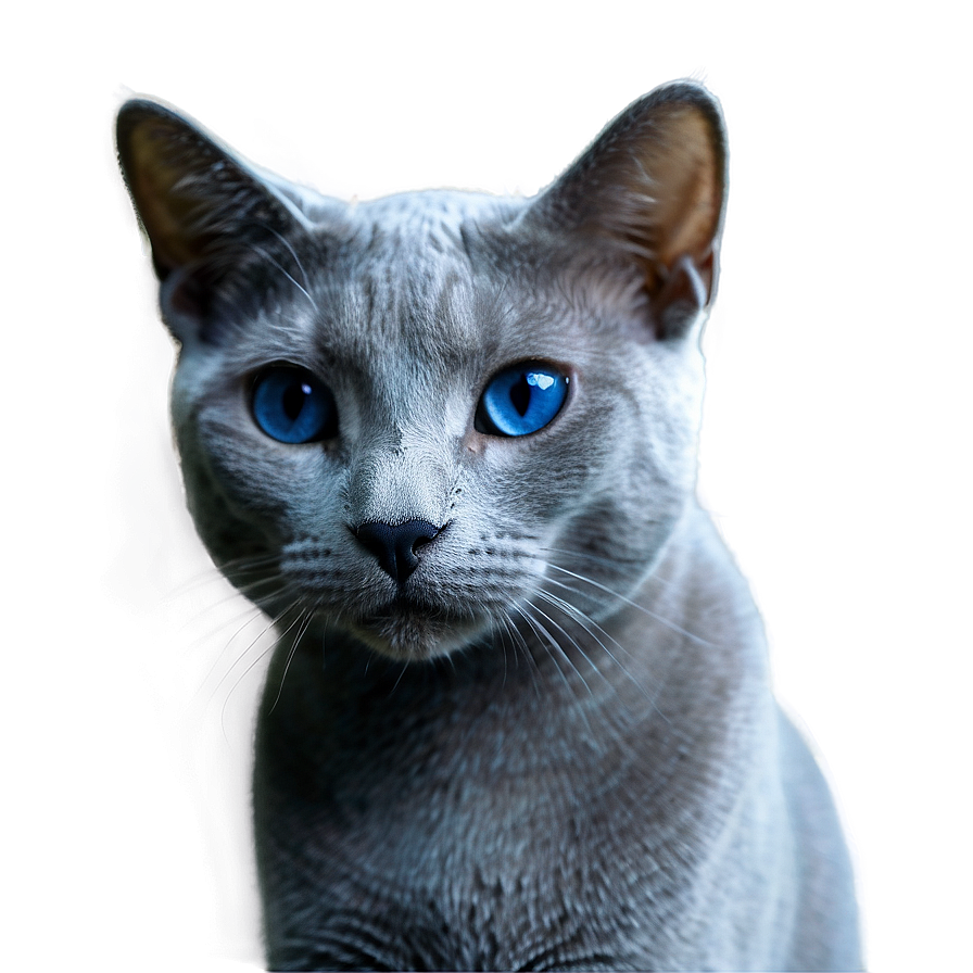 Russian Blue Cat Transparent 74 PNG