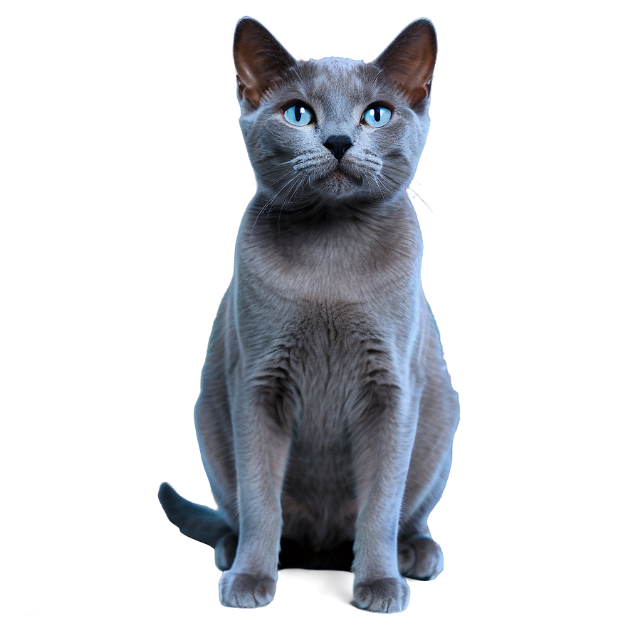 Russian Blue Cat Transparent Qpu58 PNG