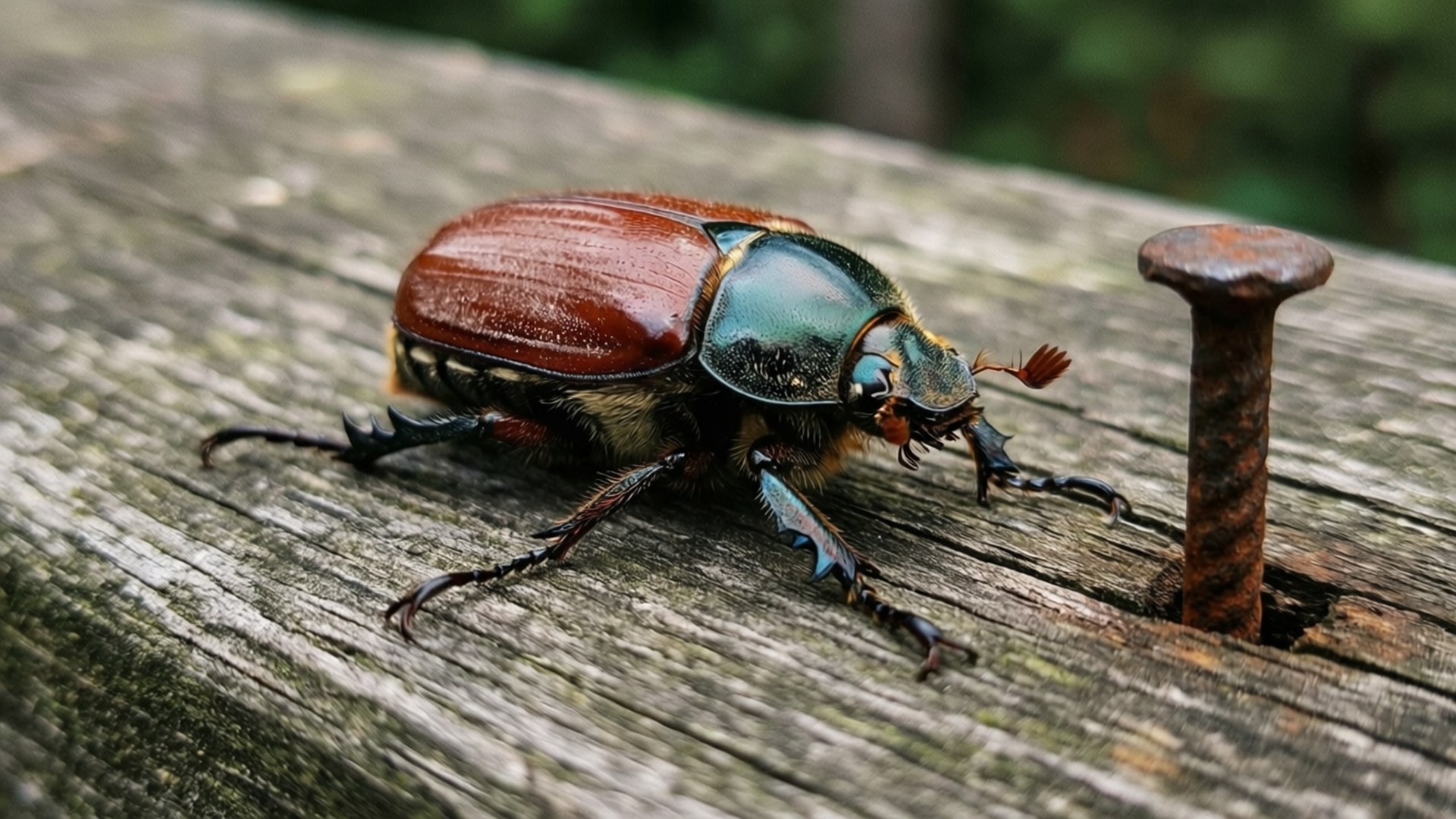 Rustic Beetle Bakgrundsbilder