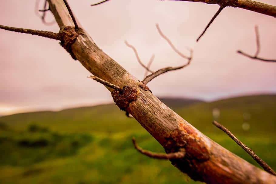 Rustic Branch Against Rolling Hills Wallpaper