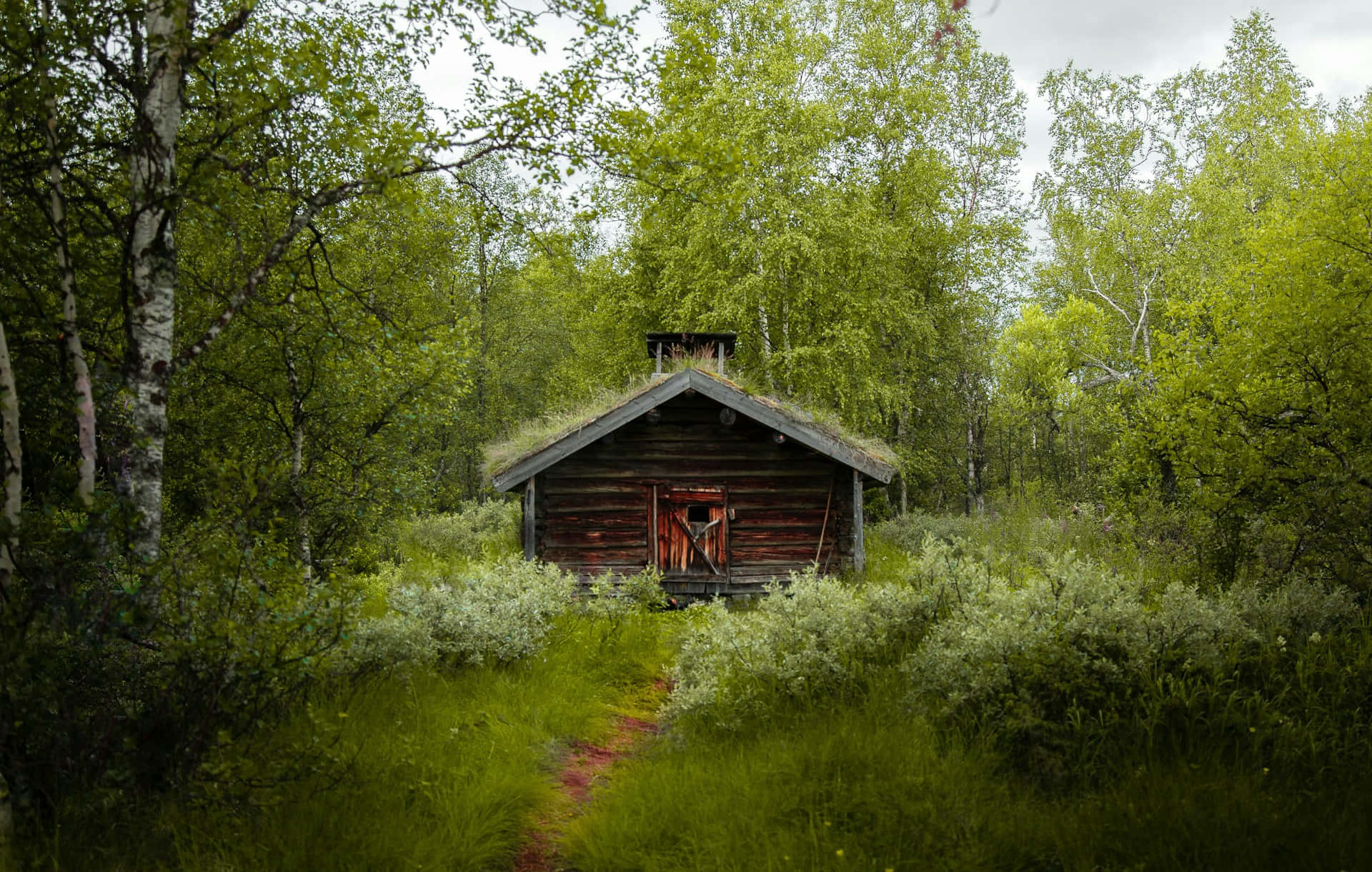 Rustieke Cabin In Groene Bossen Achtergrond