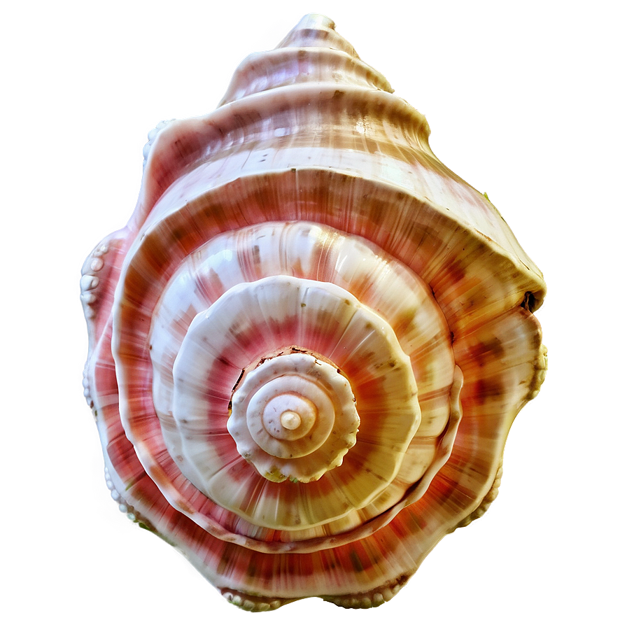 Rustic Conch Shell Png 06132024 PNG