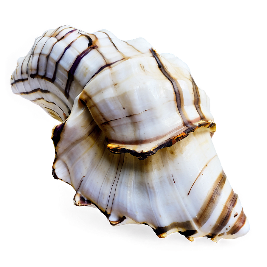 Rustic Conch Shell Png 40 PNG