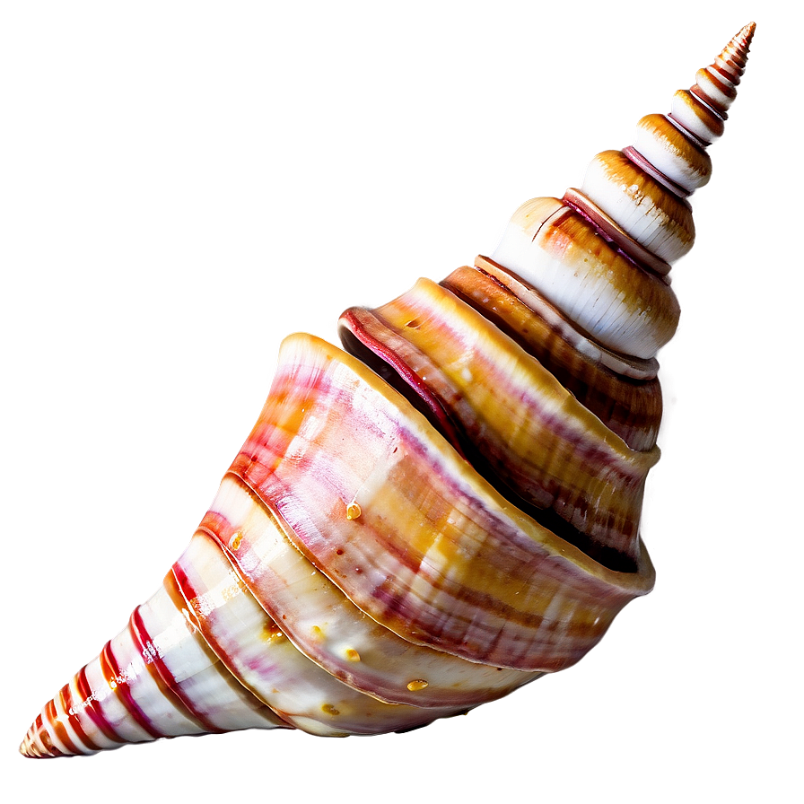 Rustic Conch Shell Png 57 PNG